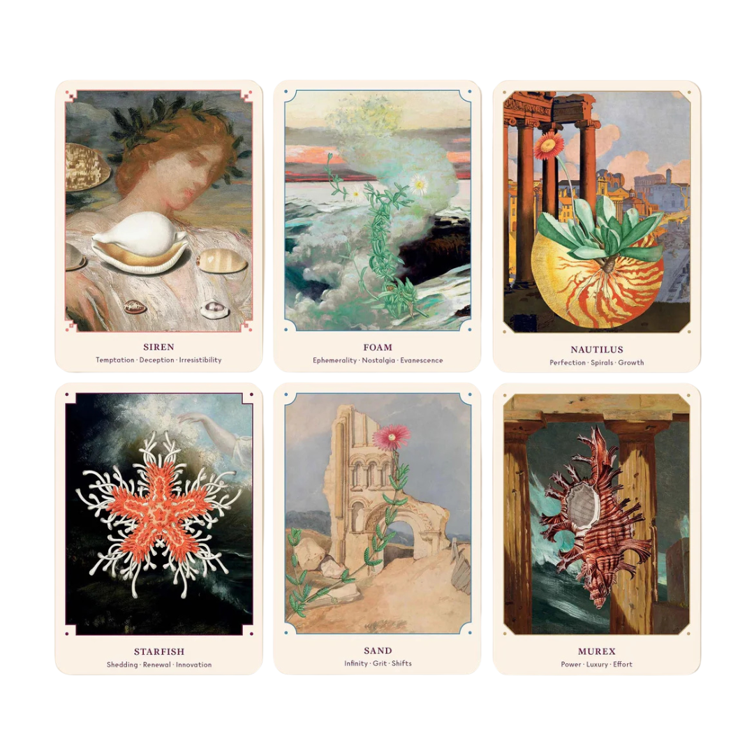 The Seashell Oracle Deck
