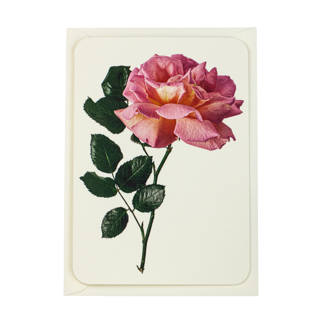 Canonbury Press Pink Rose Greeting Card