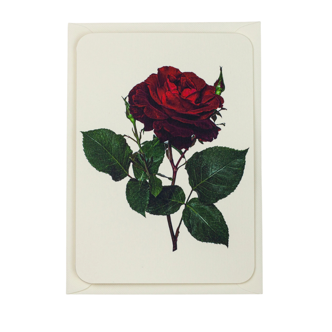Canonbury Press Red Rose Greeting Card
