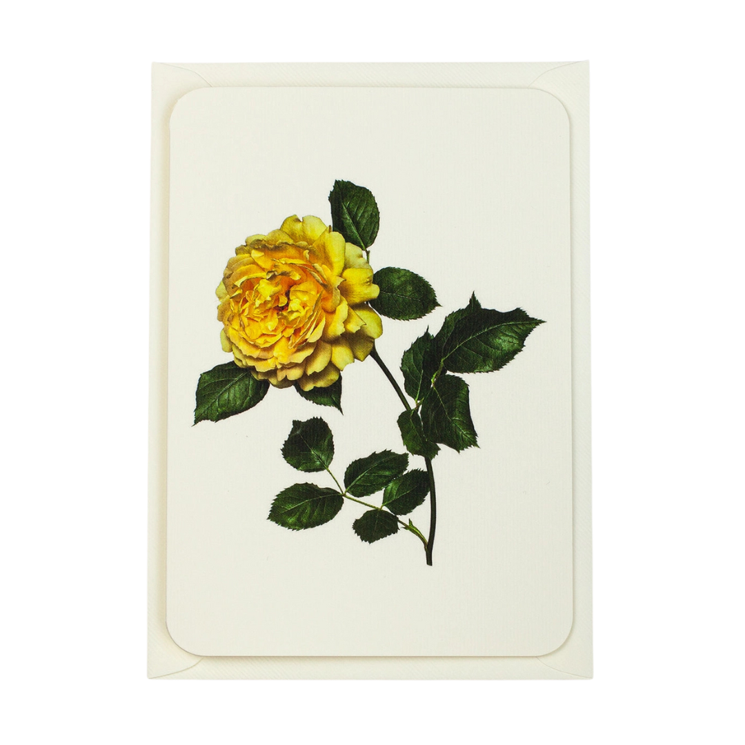 Canonbury Press Yellow Rose Greeting Card